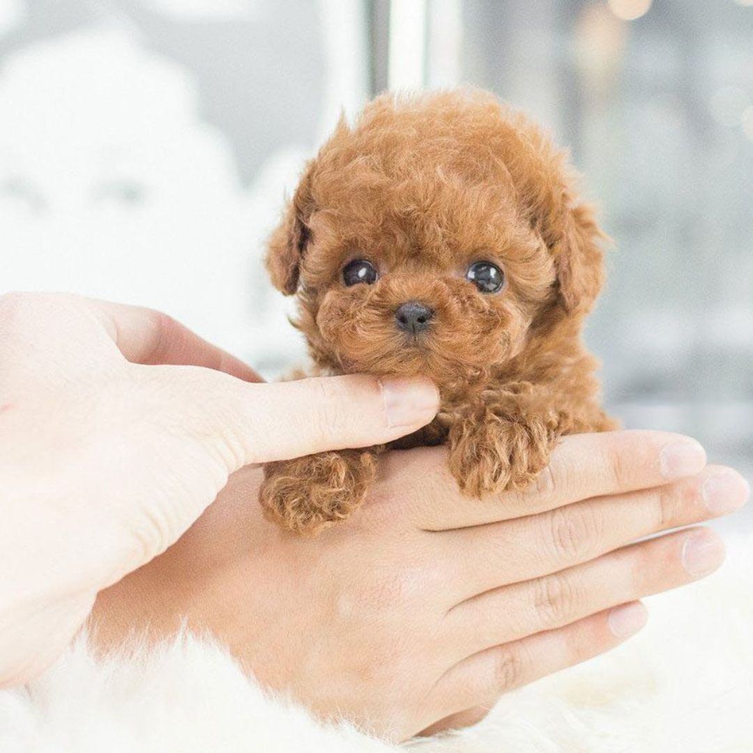 Lifelike Interactive Plush Puppy Toy with Movements and Sounds – Soft Cuddly Companion for Kids and Adults 3